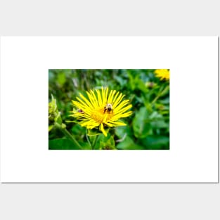 Bee On Elecampane Flower 1 Posters and Art